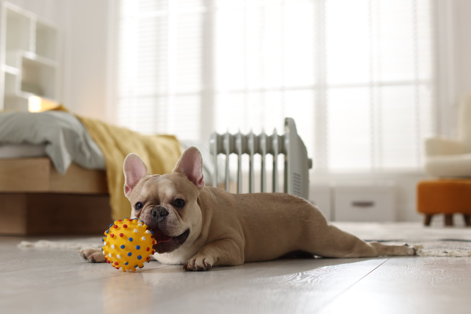 Choosing the Perfect Toys for Your Pet