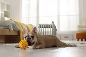 Choosing the Perfect Toys for Your Pet