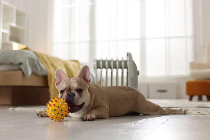 Choosing the Perfect Toys for Your Pet