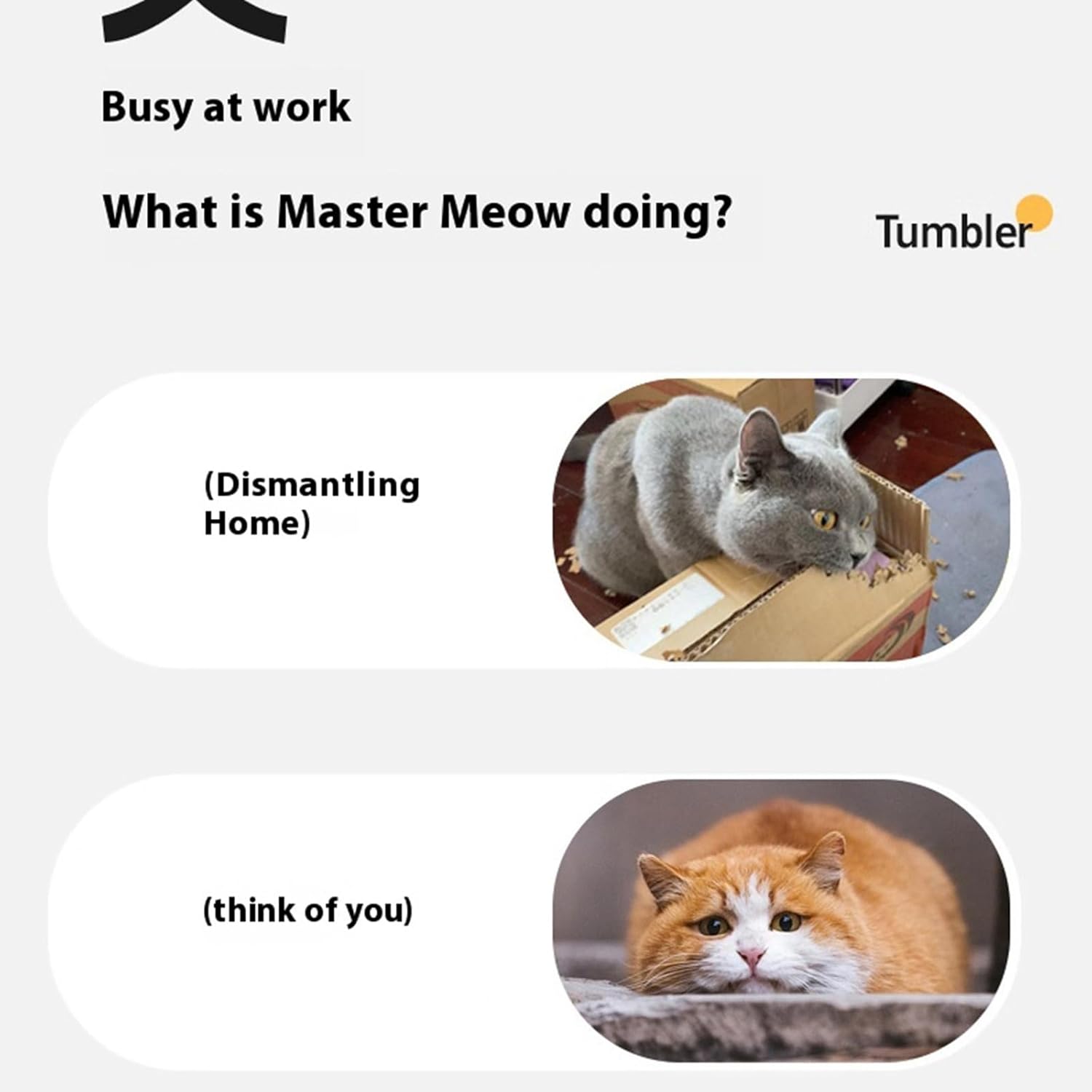 Interactive Cat Toys Rolling Ball